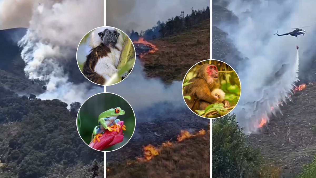 Incendio en Villa de Leyva arrasa con 1.200 hectáreas: animales están entre los más afectados