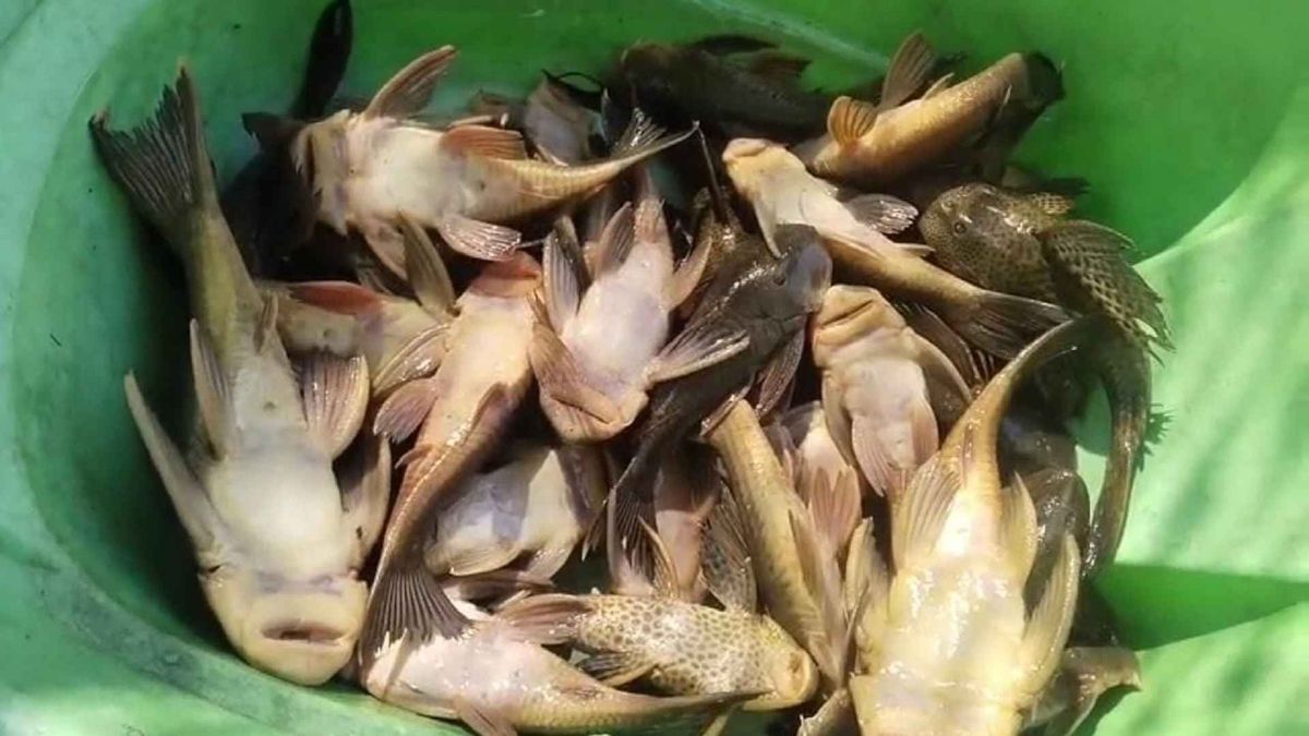 Pescado Huila