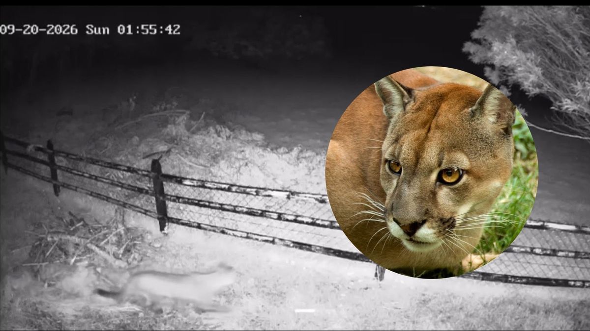 Puma concolor, la especie detectada en La Calera