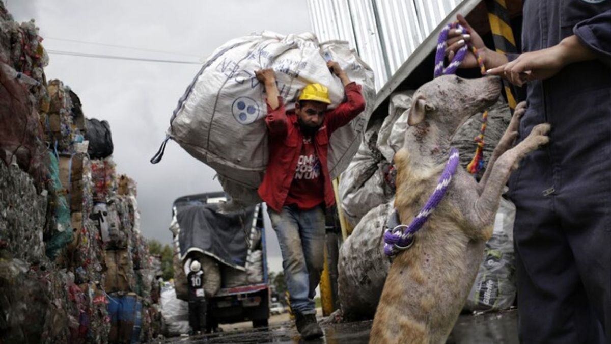 120 kilos de comida para perros y gatos de recicladores en Bogotá