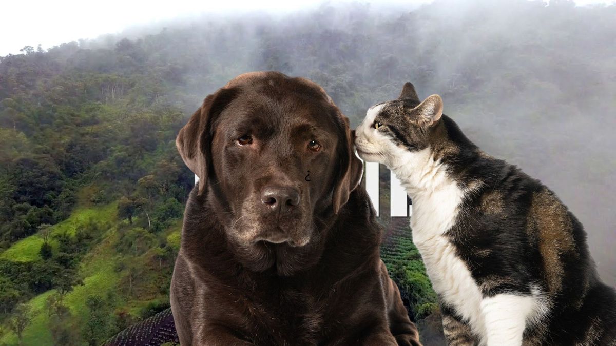 ¿Qué servicios gratuitos para perros y gatos llevaron a Usme?