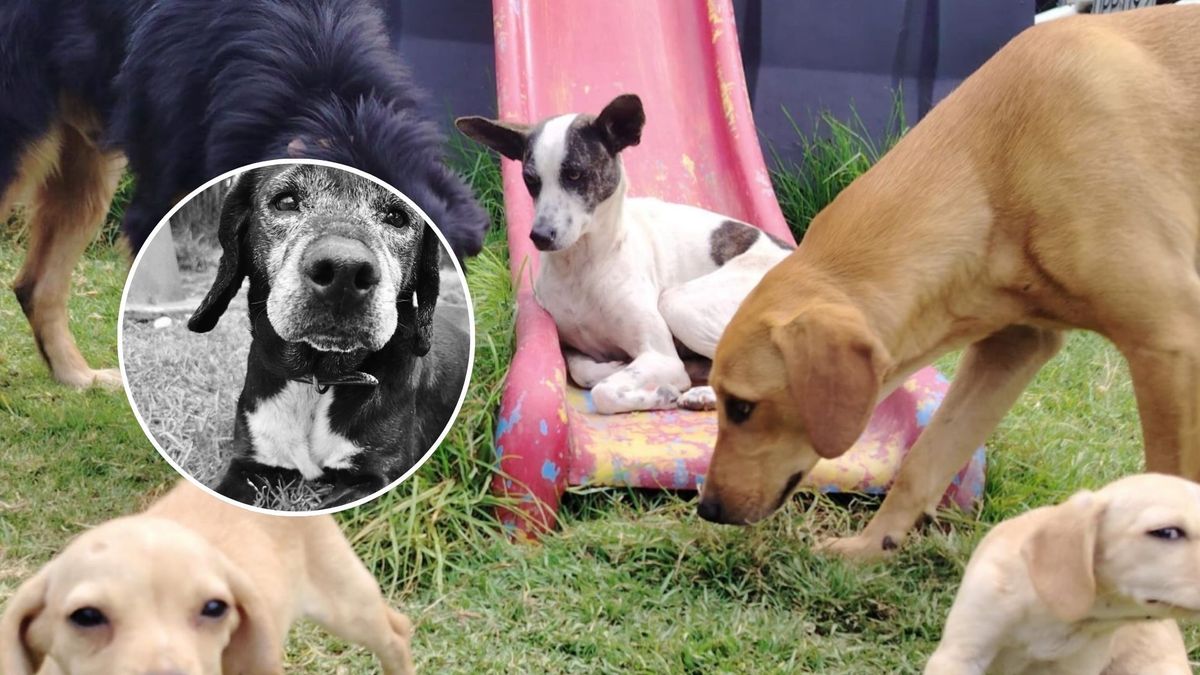 ¿Qué pasó con los perros y gatos del operativo en Fontibón?