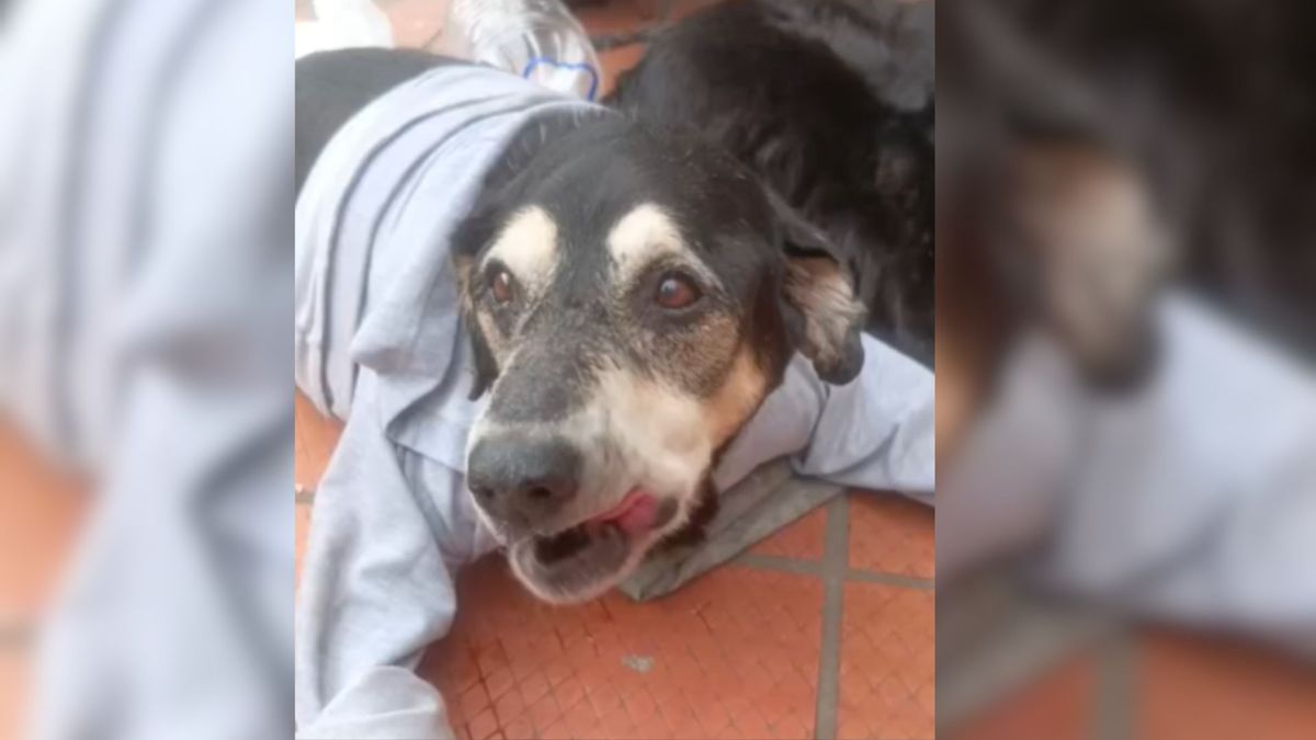Tony, perrito que desapareció en Bogotá fue encontrado en mal estado