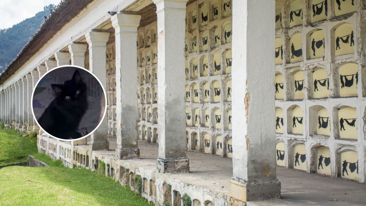 Qué pasó con los gatos encontrados en el Cementerio Central