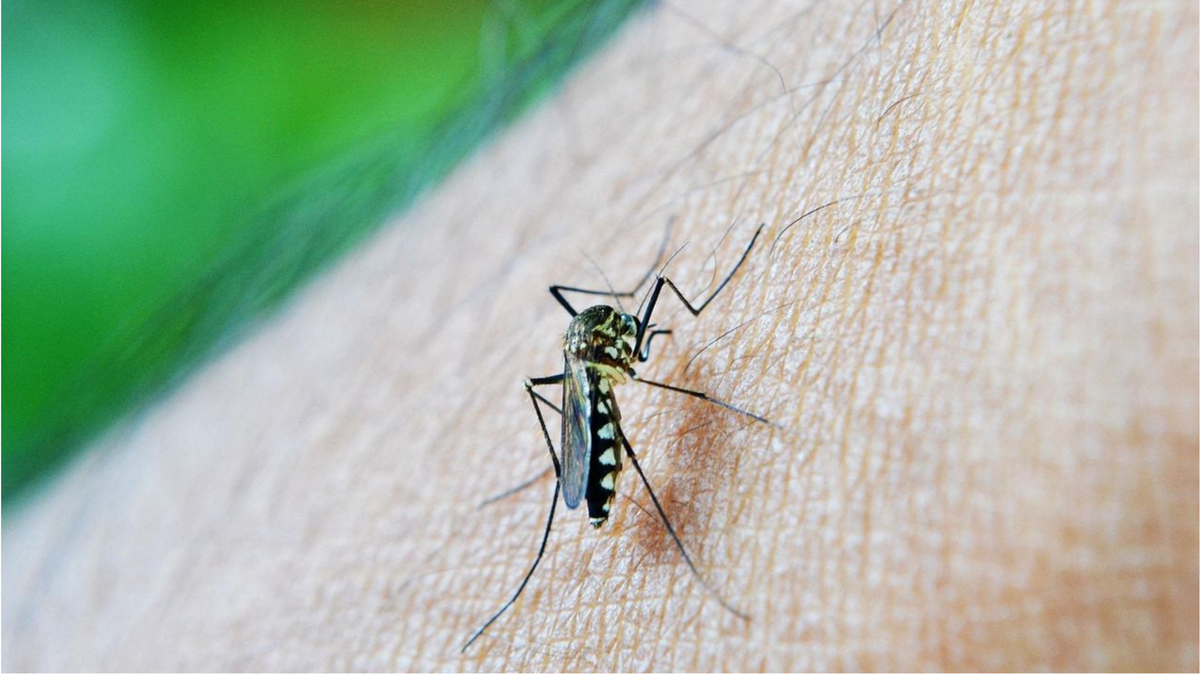 Dengue Orinoquia
