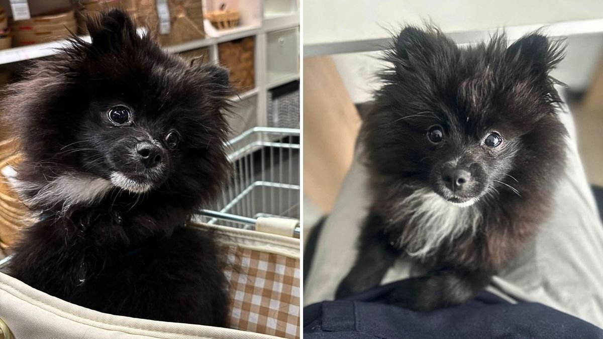 Delincuentes robaron a Pato, un perro Pomerania de siete meses, en Suba