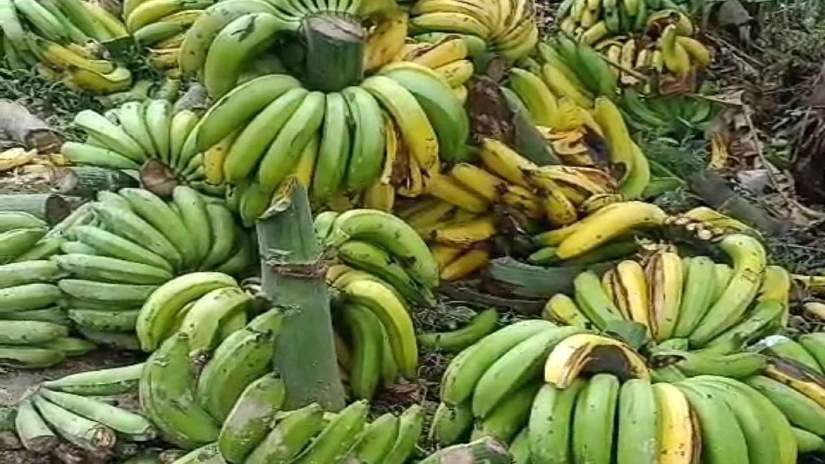 Racimos de bananos Huila