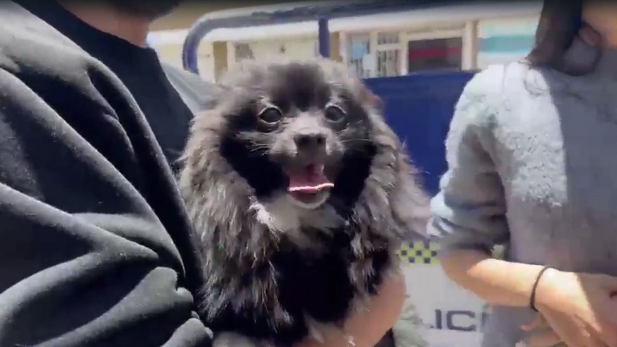 Rescatado Pato perro secuestrado Bogotá