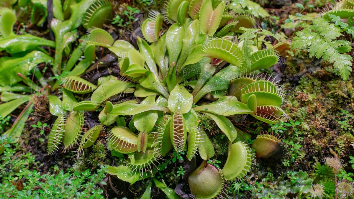 Planta carnívora