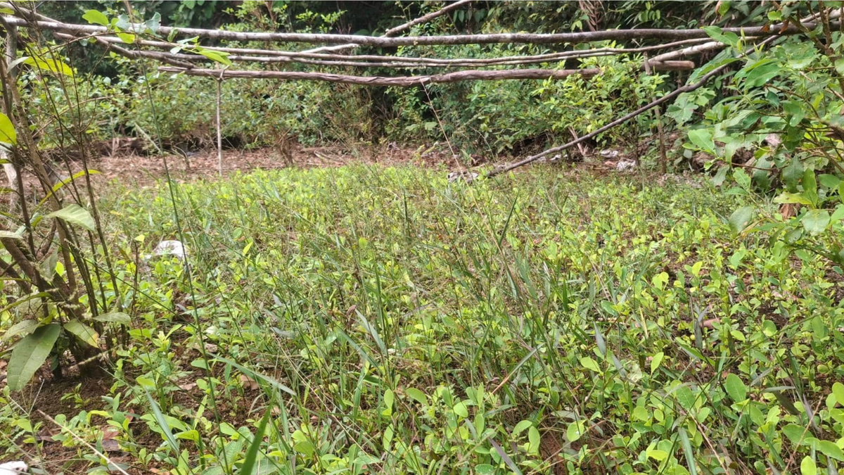 Cultivos coca Guaviare