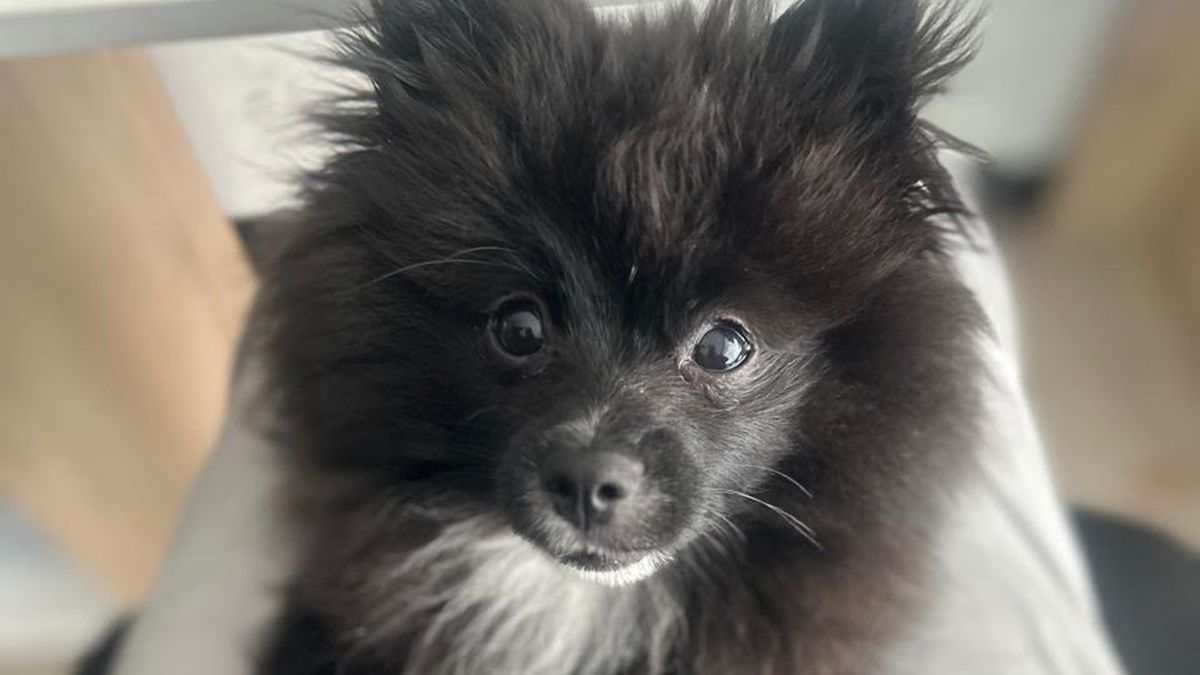 Pato, perrito secuestrado en el norte de Bogotá
