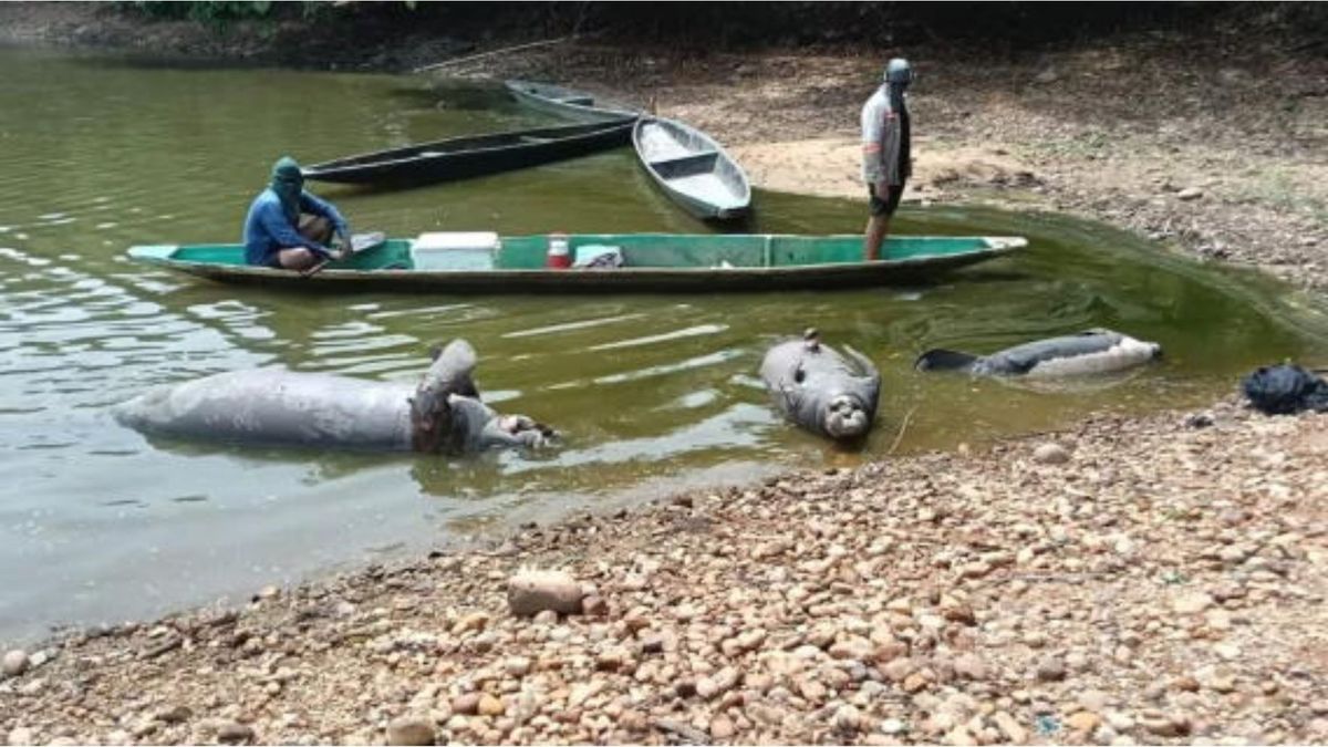 Manatíes muertos en Barrancabermeja
