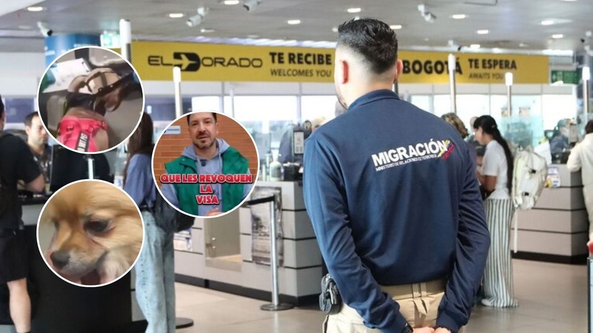 ¿Por qué abandonaron a dos perros en el aeropuerto El Dorado de Bogotá?