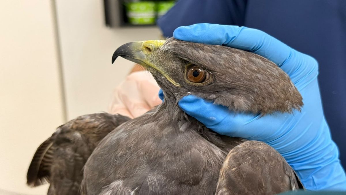 Aves heridas en Antioquia