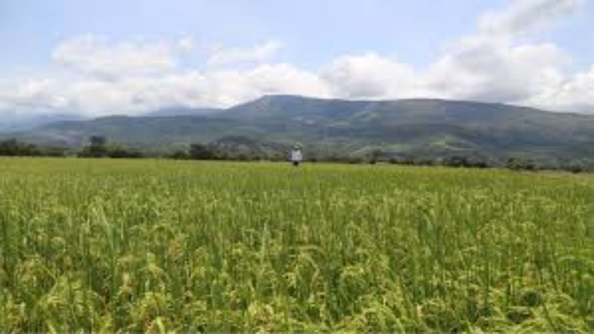 Cultivos de arroz