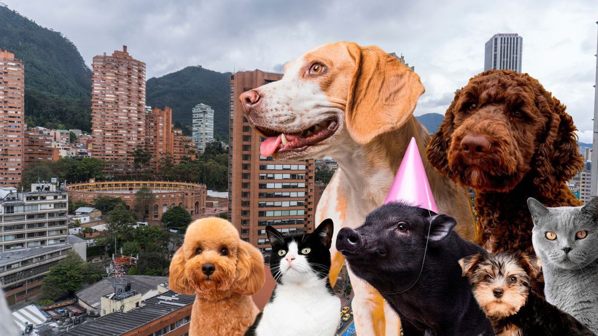 Semana PYBA Bogotá 2026: programación de actividades día por día