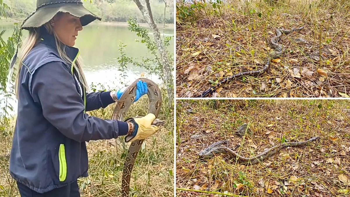 ¿Dónde encontraron las boas en Soacha?