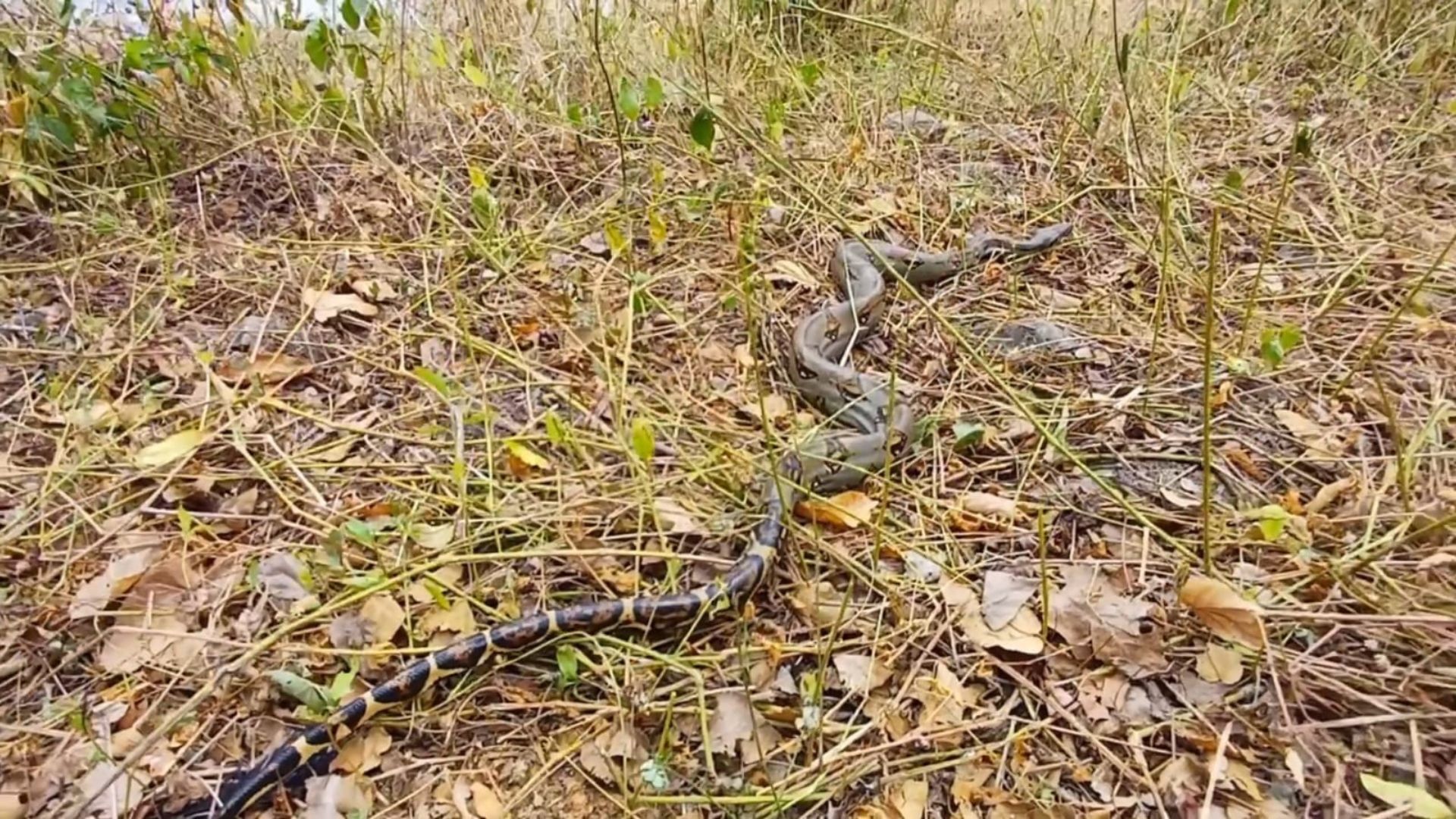 ¿Qué hacer si encuentra una boa o una serpiente en Soacha?