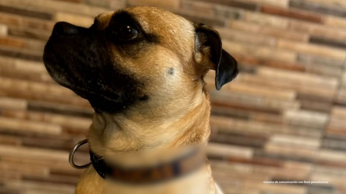 Perro Maltratado en Envigado