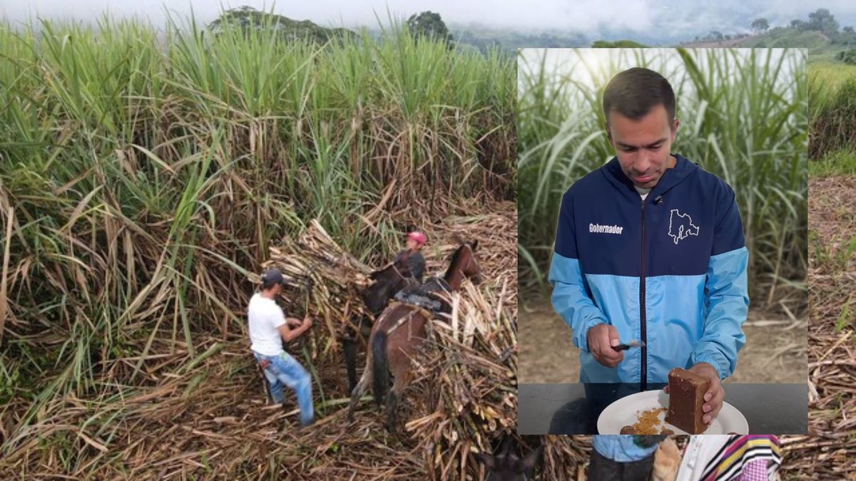 Caña panelera en Cundinamarca
