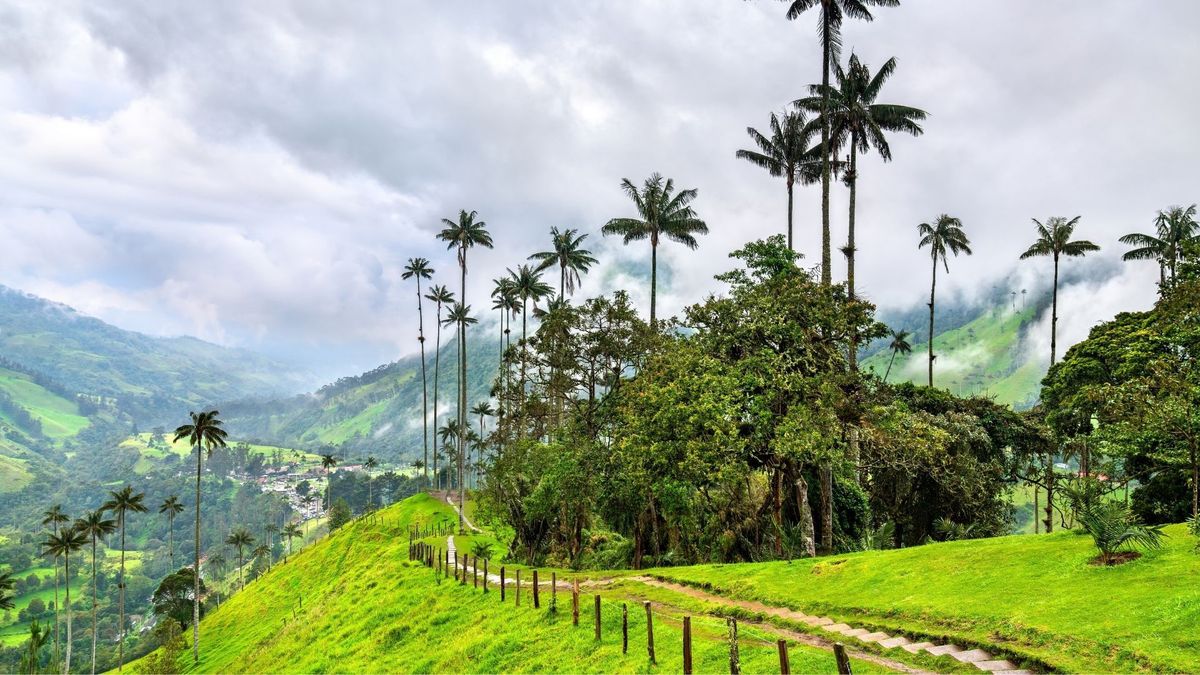 Valle de Cocora en Quindío