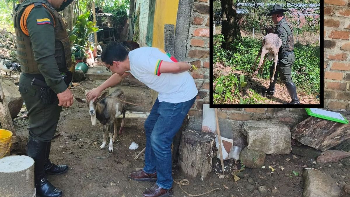 Cabra victima de maltrato en Ibagué | Maltrato Animal | Maltrato en Ibagué | Octubre 2026