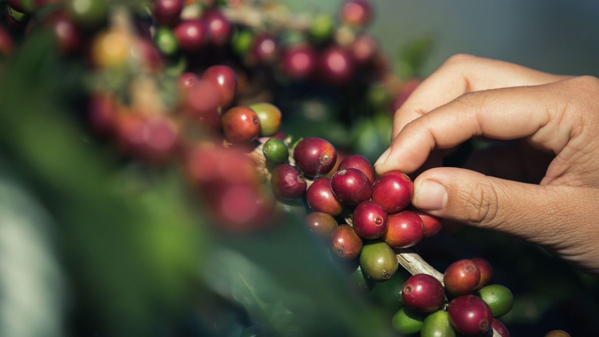 Cosecha de café