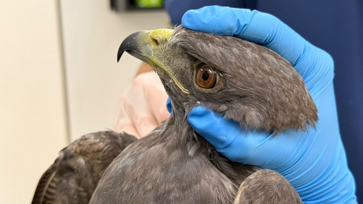 Aves heridas en Antioquia.