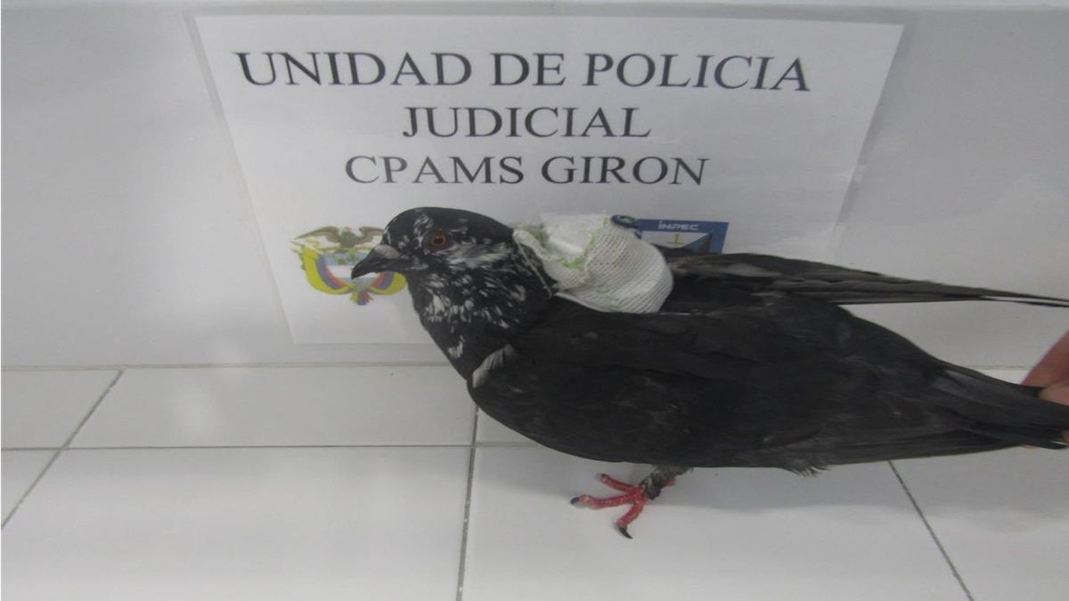 Ni una paloma se salvó de los controles: fue interceptada con elementos prohibidos rumbo a Palogordo