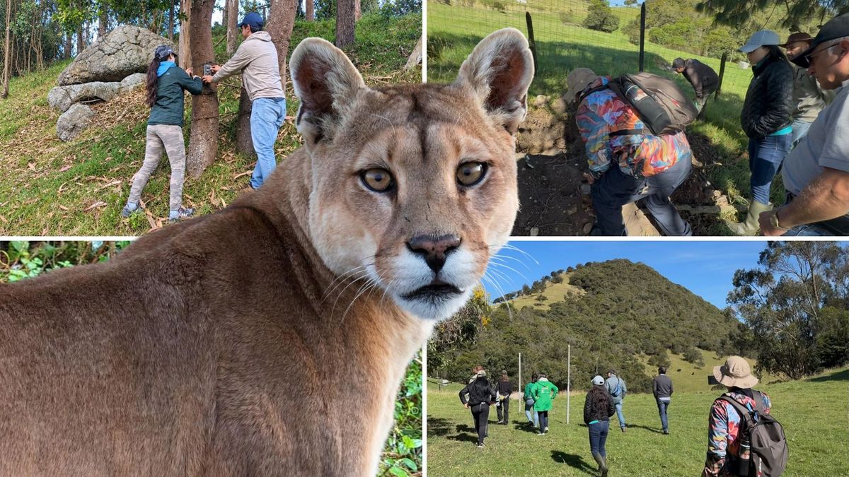 ¿Qué se sabe de los ataques a animales en La Calera?