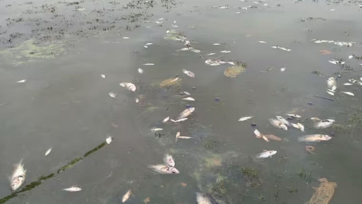 Mortandad de peces