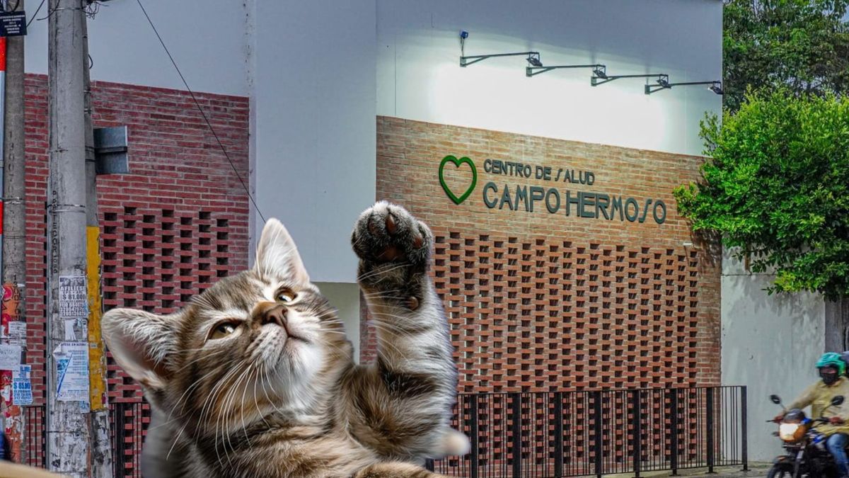 Adopción de gatos en Bucaramanga