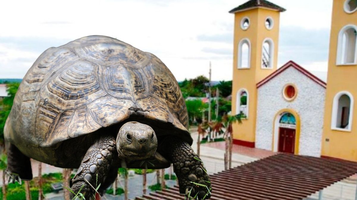 Concurso La Morrocoya más grande en Atlántico