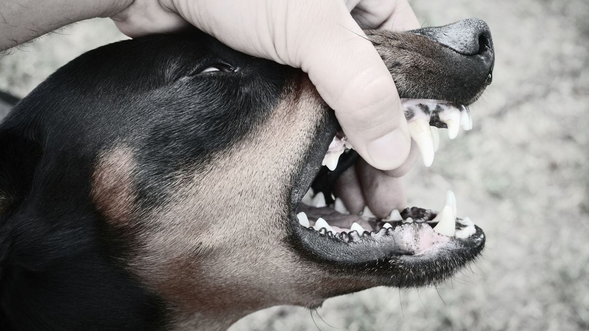 Perro furioso (Imagen de referencia)