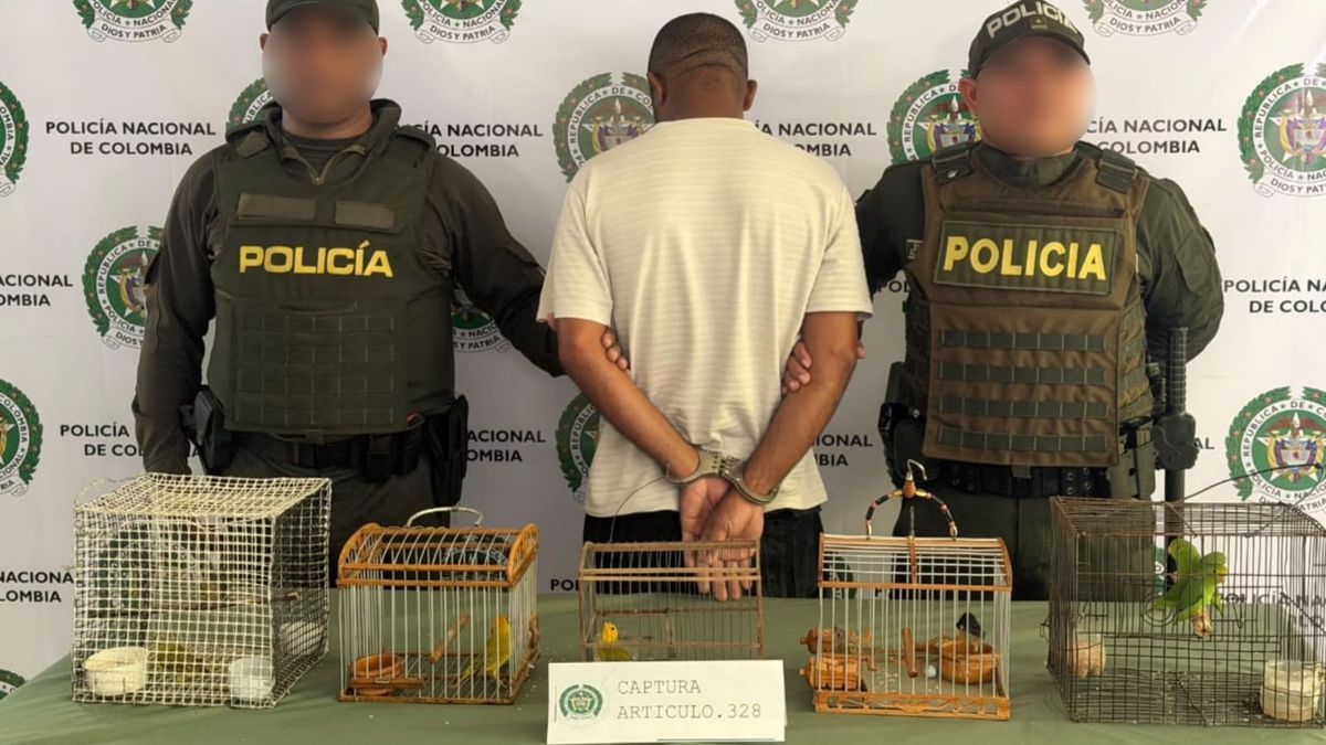 Operativo en Bazurto deja un capturado e incautación de especies silvestres en Cartagena