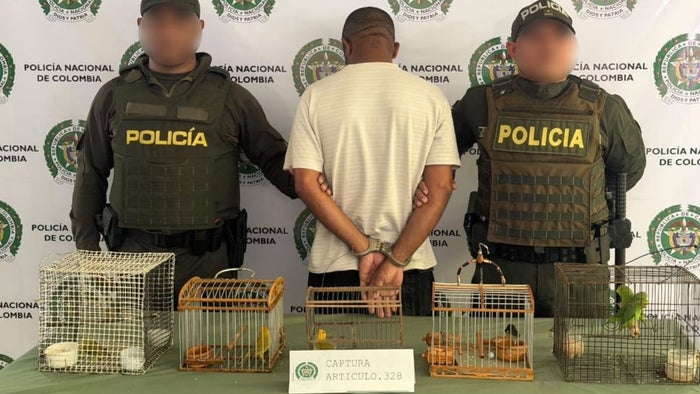 Operativo en Bazurto deja un capturado e incautación de especies silvestres en Cartagena