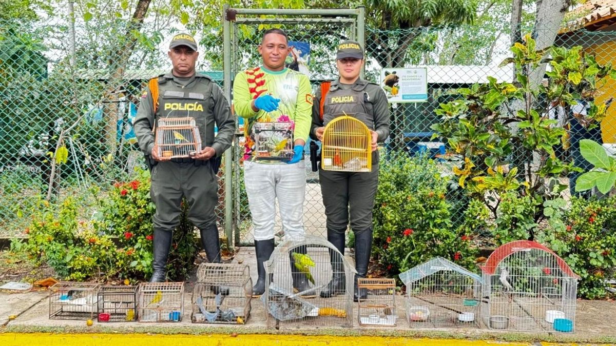 Operativo en Bazurto deja un capturado e incautación de especies silvestres en Cartagena