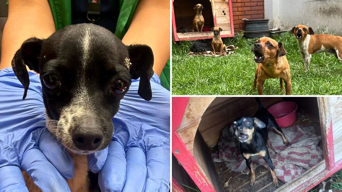 ¿En qué condiciones encontraron a los 9 perros pincher en Kennedy?