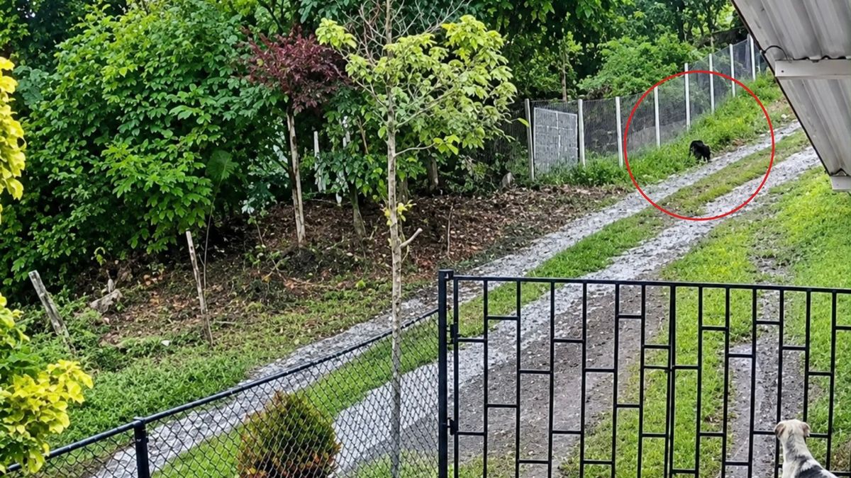 Investigan caso de maltrato animal tras muerte de un perro por disparos en San Benito, Santander.