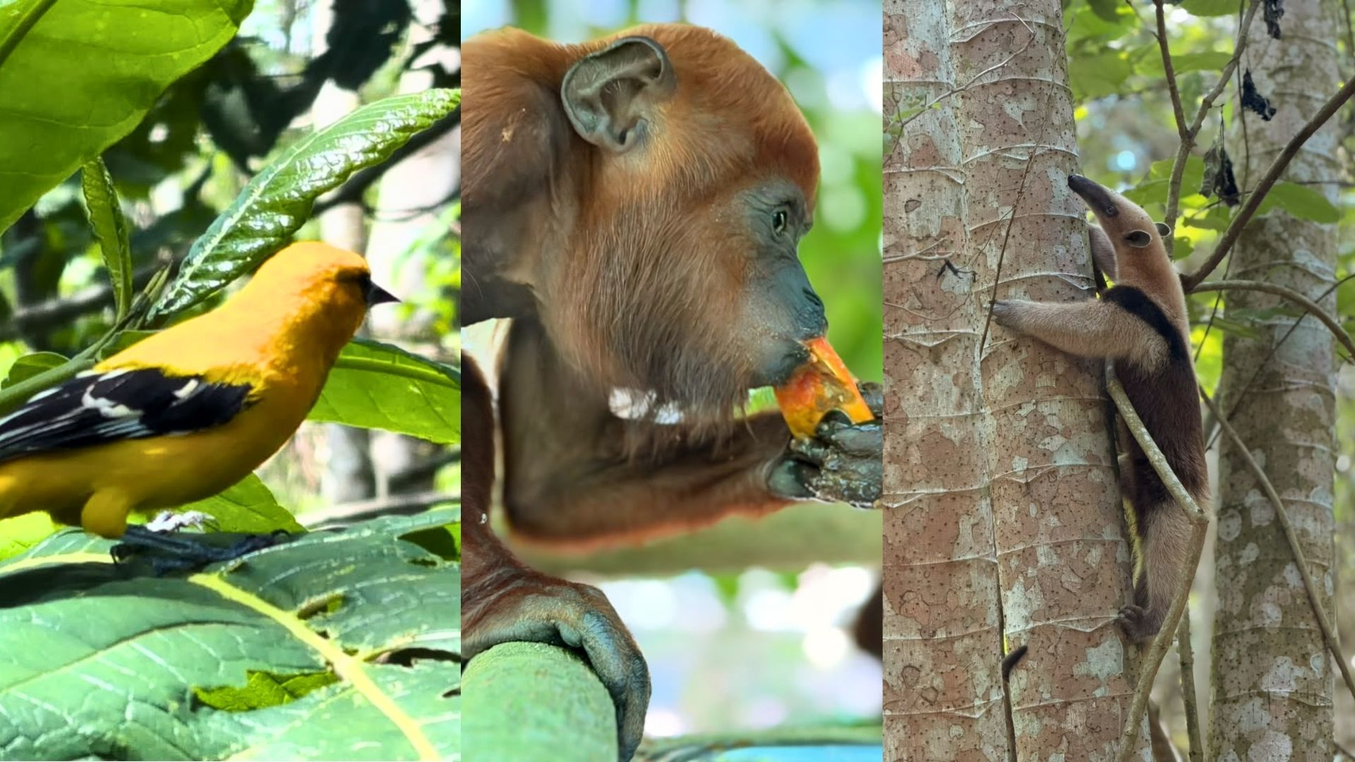 Monos aulladores, boas y más de una docena de aves silvestres fueron liberados en Cartagena