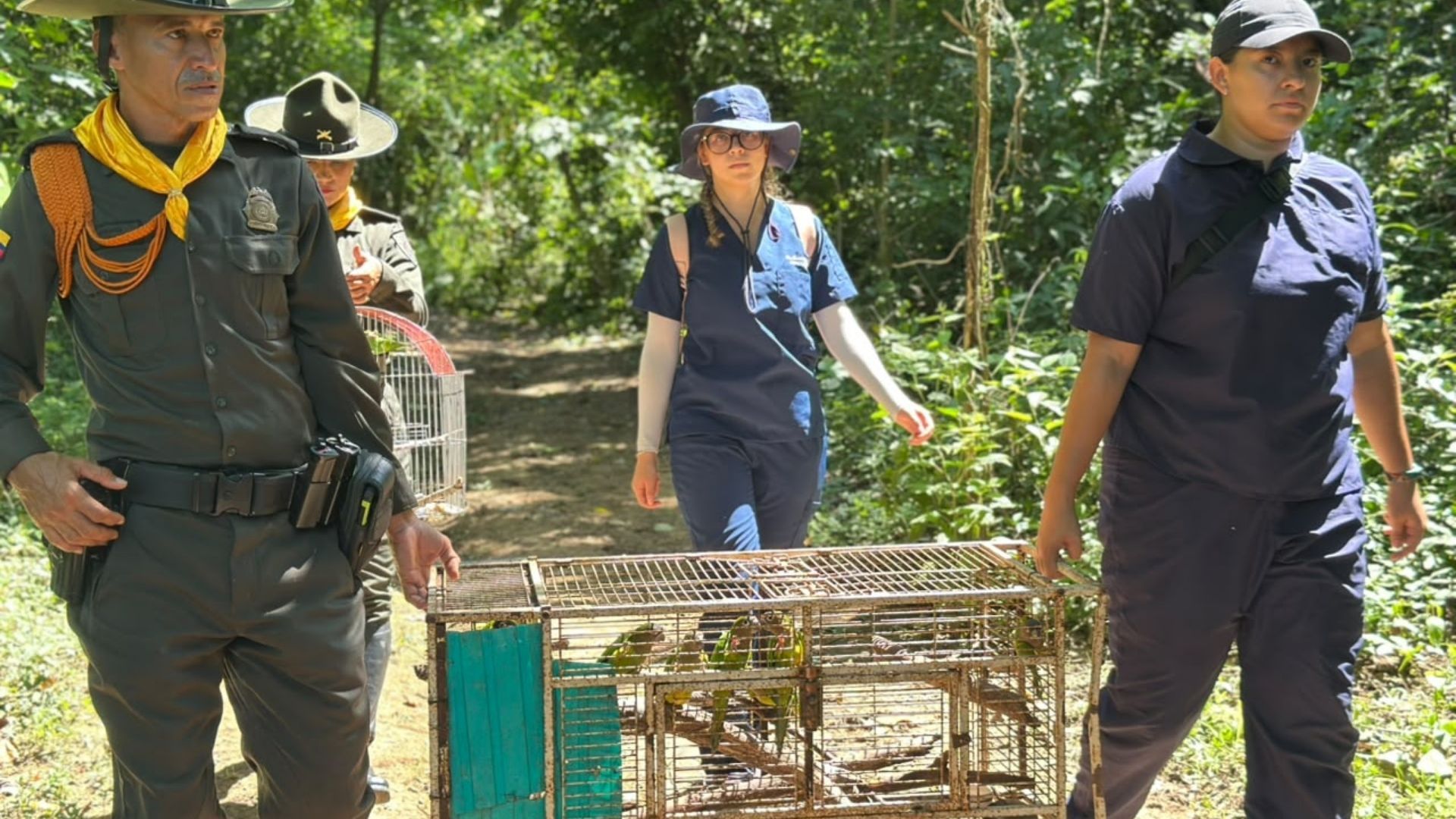 Monos aulladores, boas y más de una docena de aves silvestres fueron liberados en Cartagena