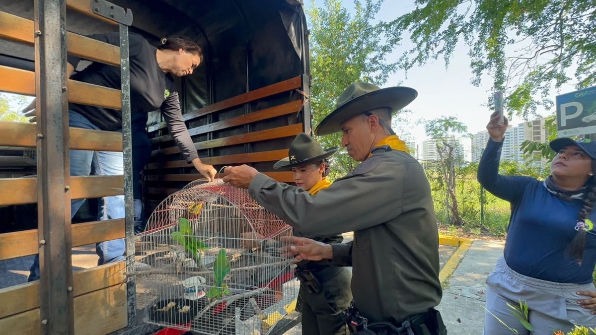 Monos aulladores, boas y más de una docena de aves silvestres fueron liberados en Cartagena