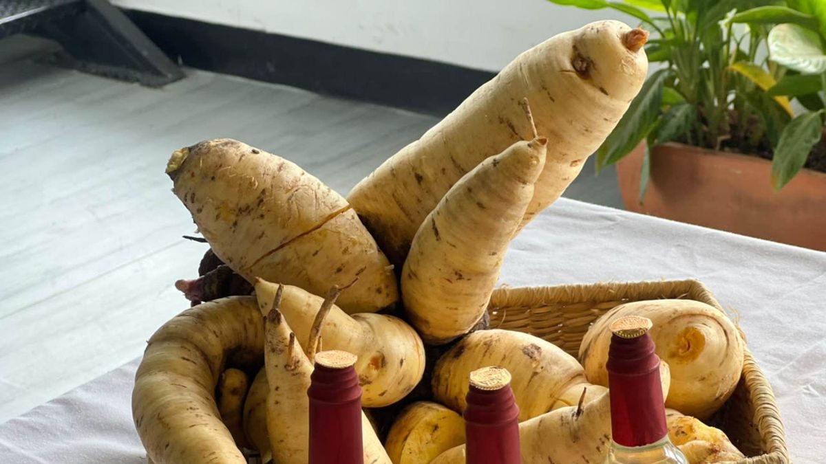 Feria de la arracacha | Arracacha en el Tolima | Cultivo de arracacha