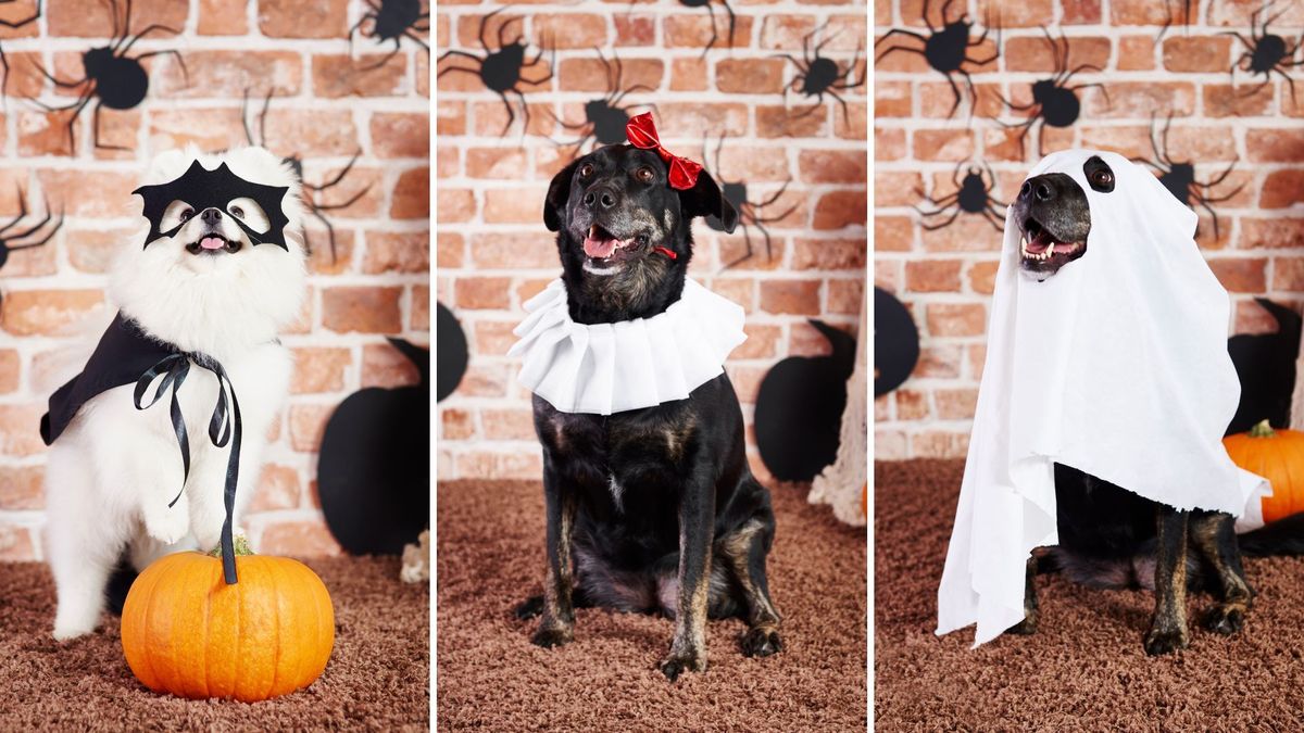 ¿Disfrazar a las mascotas en Halloween es maltrato animal? Esto debe saber