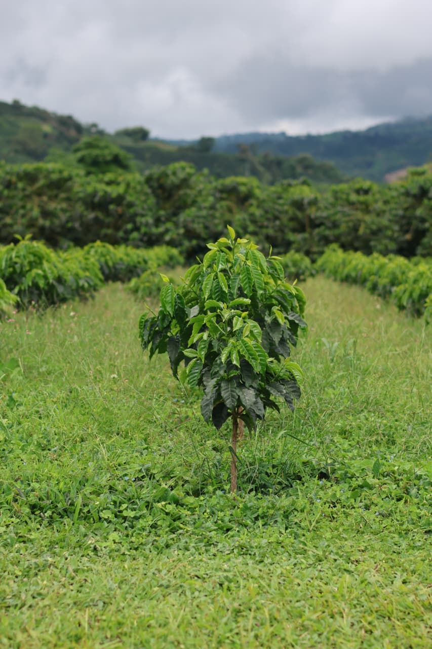 Planta de café