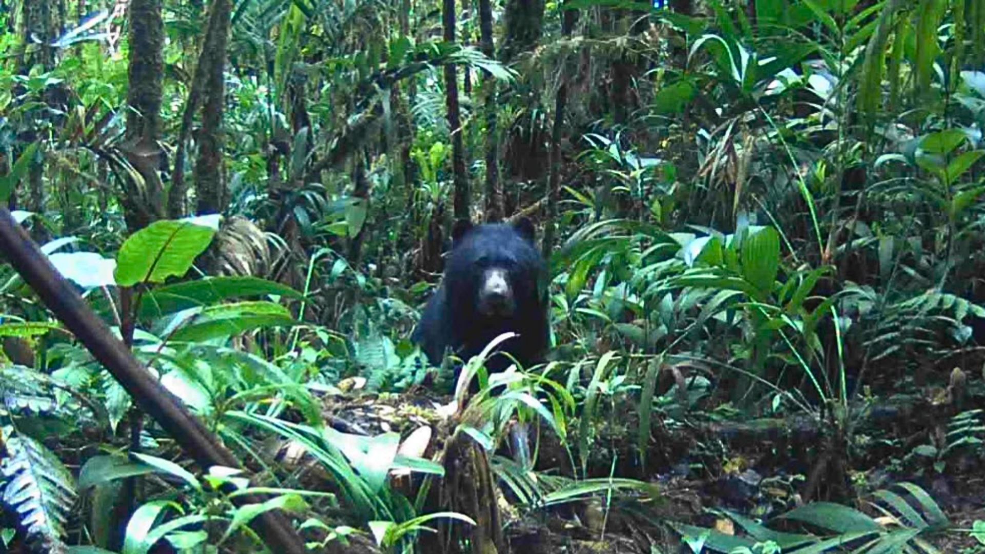 ¿Dónde fue captado el oso de anteojos en Cundinamarca?