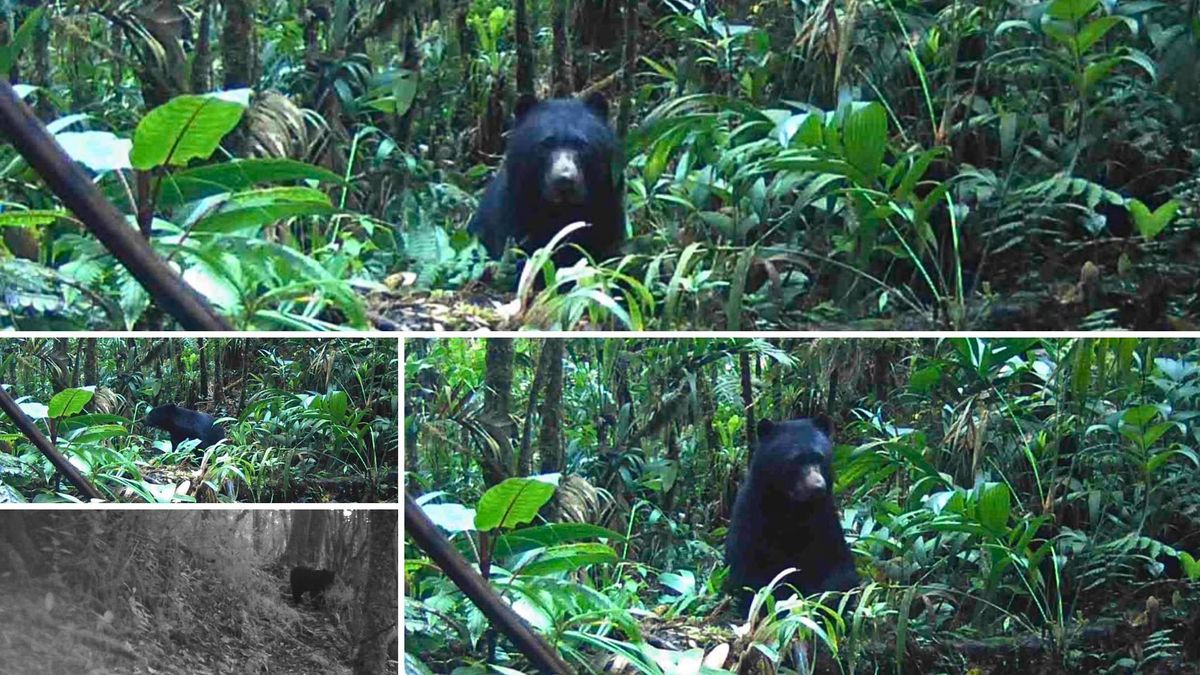 Oso de anteojos en Manta: lo captaron cámaras trampa