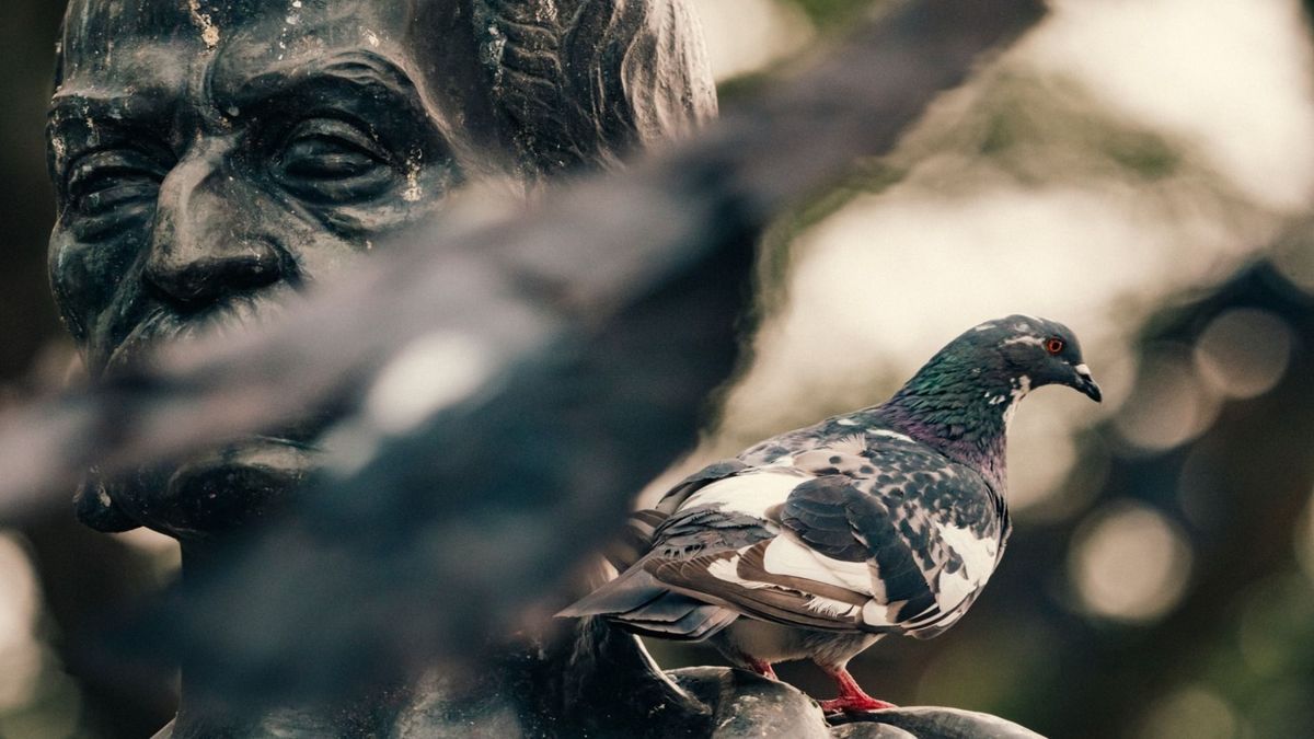 Riesgo sanitario por presencia de palomas en Ibagué | Proliferación de palomas | Plagas | Octubre 2026