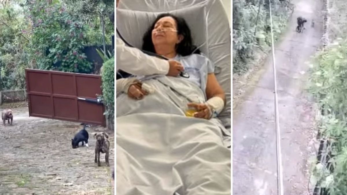 ¿Cómo fue el ataque de los tres perros a la mujer de 79 años en Bogotá?