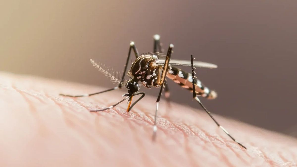 Santander registra más de 6.000 casos de dengue y se ubica entre los tres departamentos más afectados